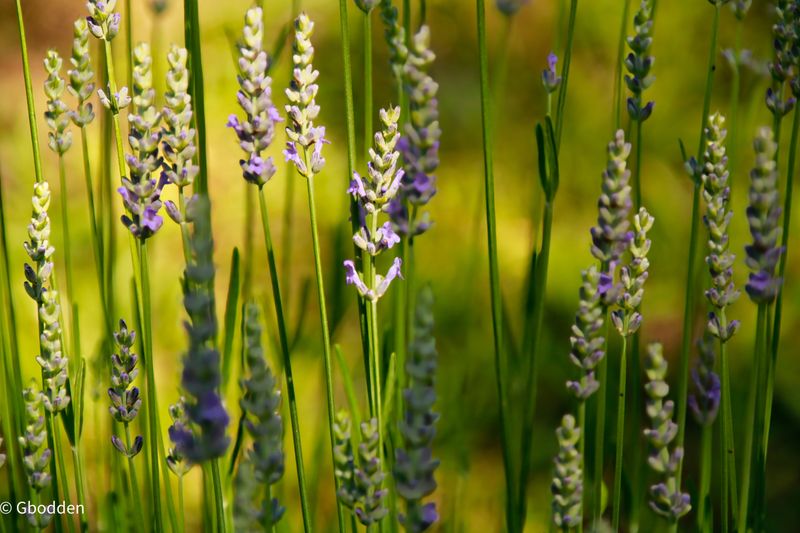 Peak Bloom Season Timing Your Visit Right