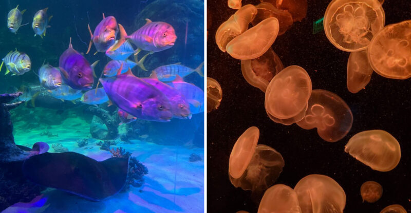 The Underwater Tunnel In Michigan That Feels Nearly Surreal