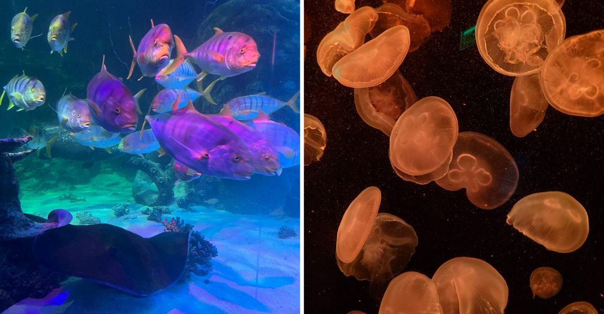 The Underwater Tunnel In Michigan That Feels Nearly Surreal - Decor Hint