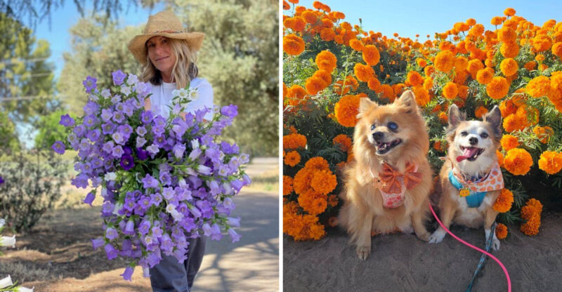 These 15 California Flower Farms Belong On Your International Women’s Day Bucket List