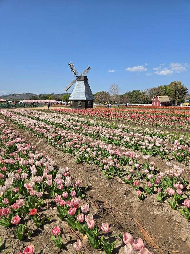 These 8 Stunning Tulip Farms In California Burst Into Color Every Spring - Decor Hint Underwood Family Farms