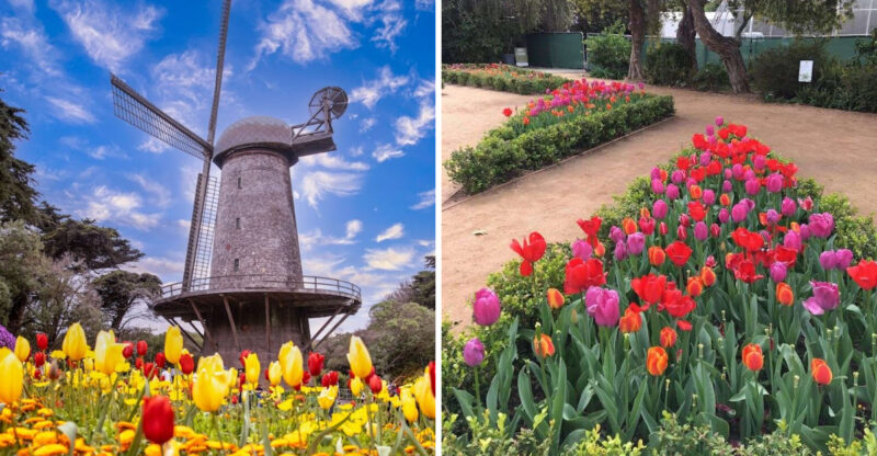 These 8 Stunning Tulip Farms In California Burst Into Color Every Spring