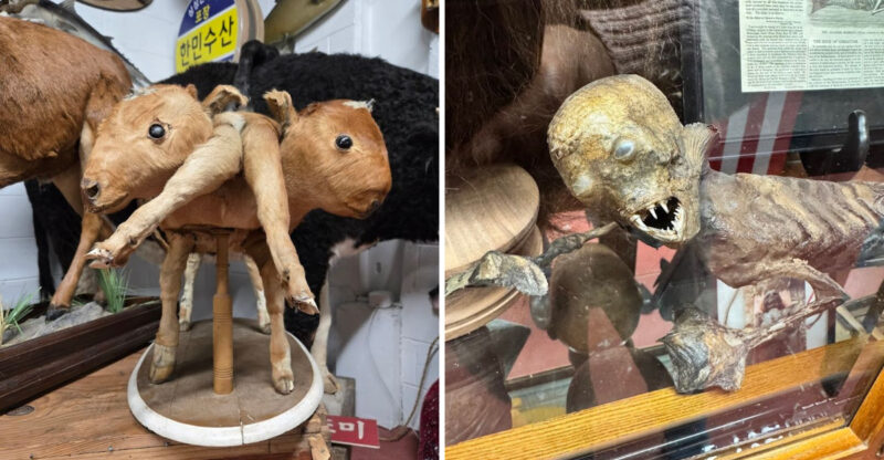 These Curious Exhibits Make The Oddities Museum Inc Georgia A Must-Visit In 2026