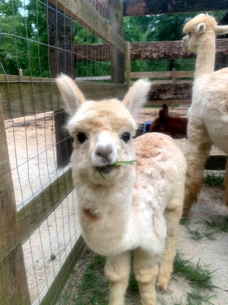 These Up-Close Alpaca Moments Make L & R Alpaca Haven Farm Georgia Worth The Trip - Decor Hint Meet Friendly Alpacas Up Close