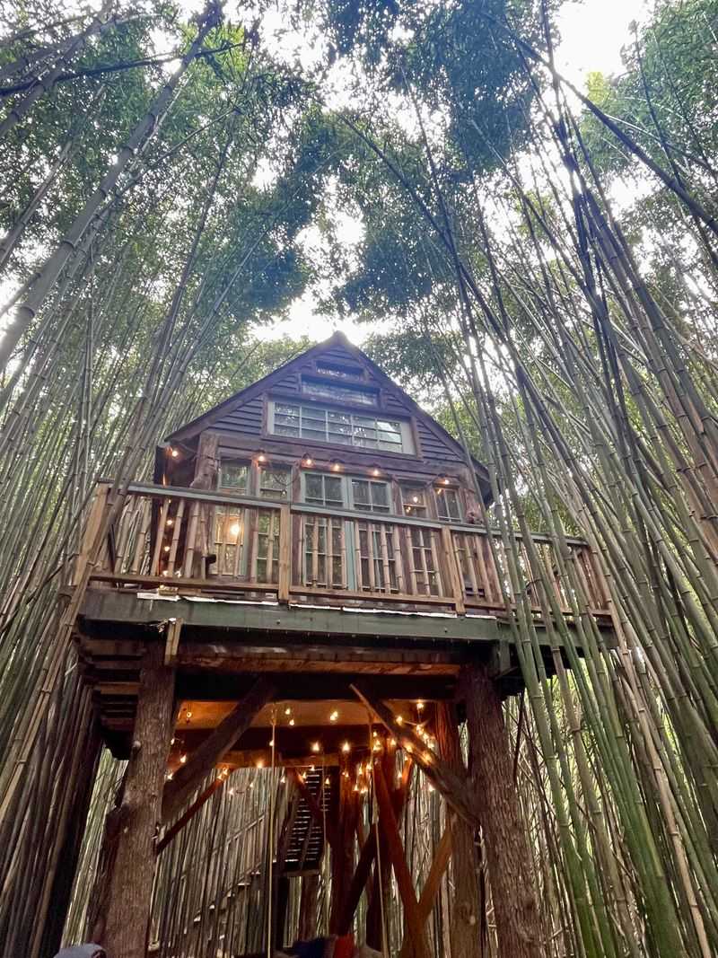Elevated Bamboo Forest Sanctuary