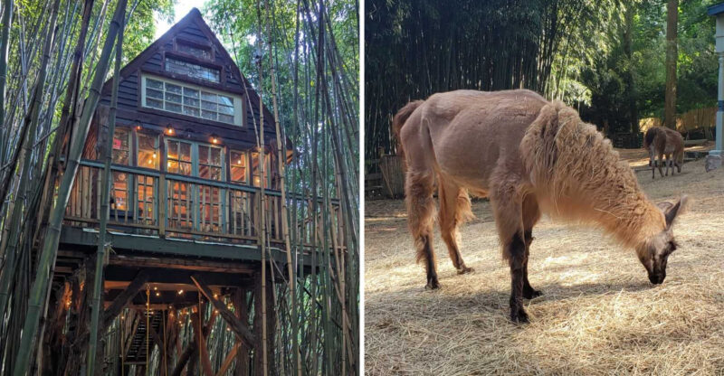 These Whimsical Treehouse Views Make This Georgia Stay Worth Booking In 2026