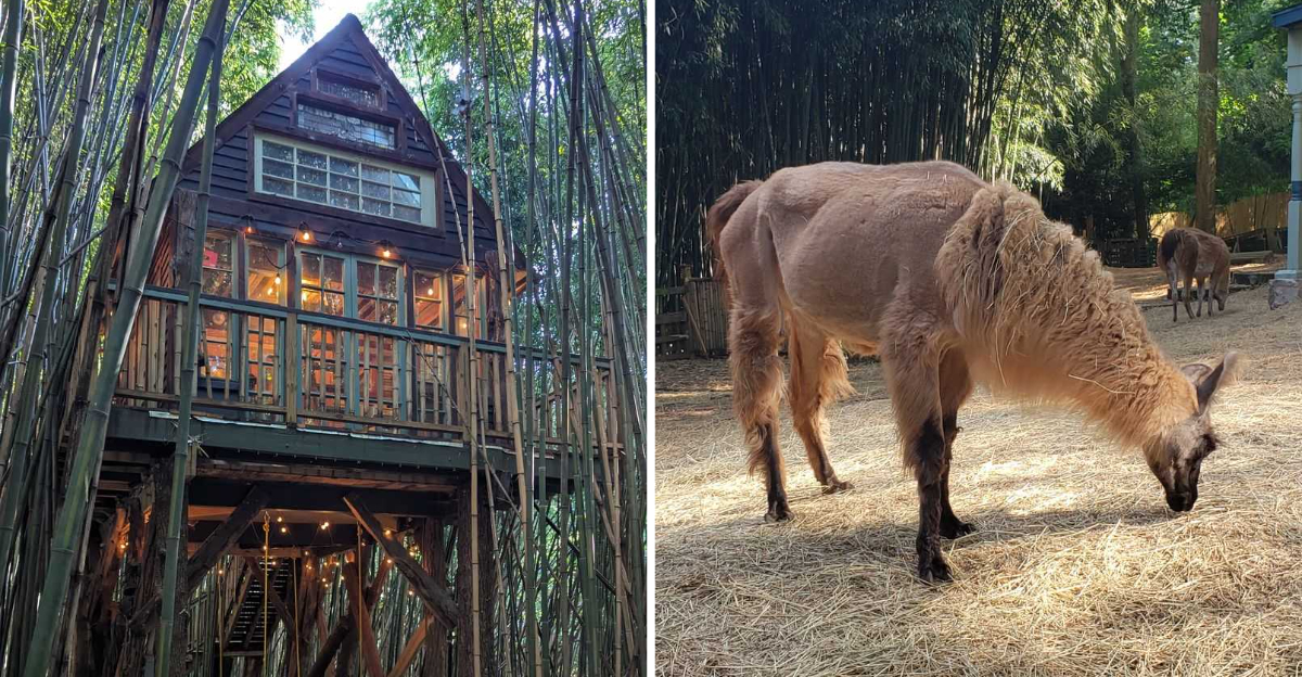 These Whimsical Treehouse Views Make This Georgia Stay Worth Booking In 2026 - Decor Hint