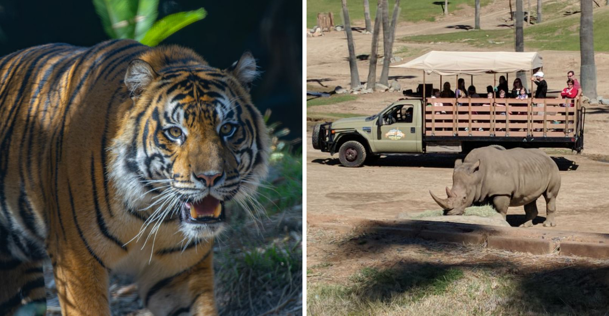 This 1800 Acre Safari Park In California Lets You Get Face To Face With Rhinos And Tigers On Valentines Day - Decor Hint