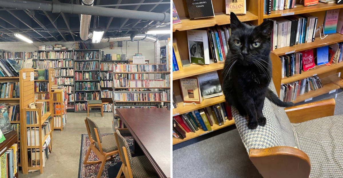 This Atlanta Georgia Bookstore Has 80000 Books Secret Basement Treasures And Hollywood Famous Cats - Decor Hint