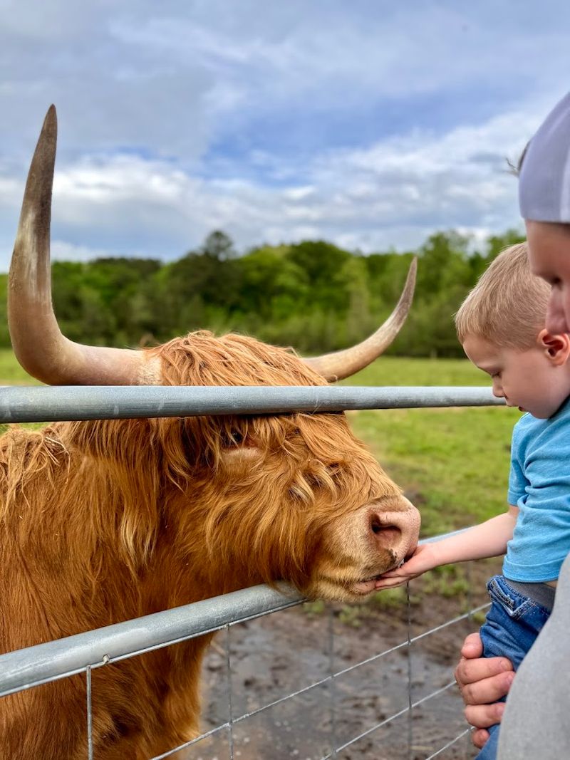 This Authentic Georgia Farm Blessing Creek Farms Georgia Brings Country Living To Life In 2026 - Decor Hint Highland Cow Experiences