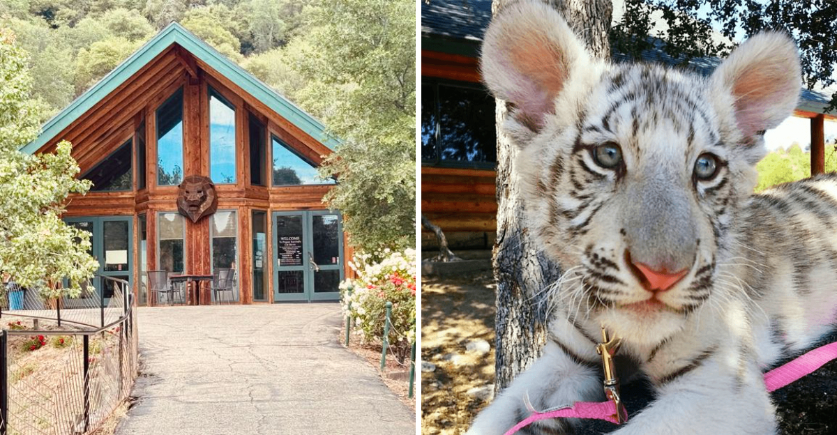 This California Big Cat Sanctuary Offers An Up Close Look At Lions And Tigers - Decor Hint