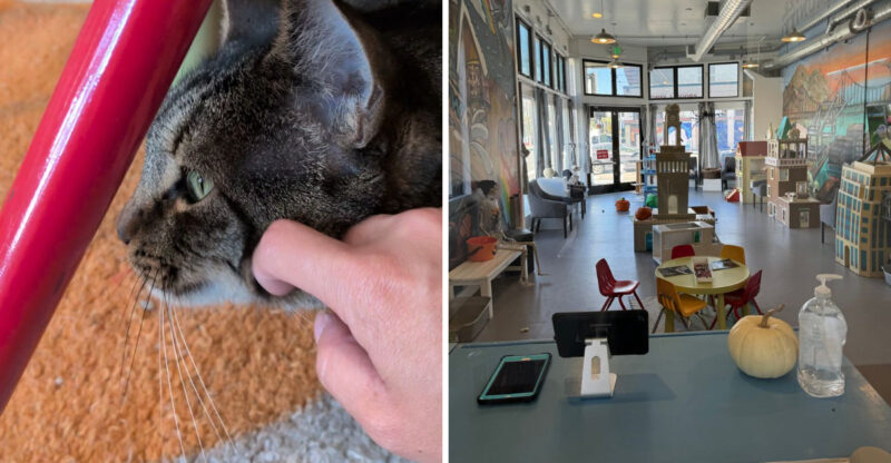 This California Cat Café Is The Sweetest Valentine’s Day Date For Animal Lovers