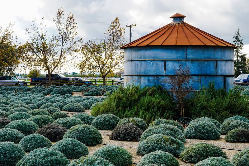 This California Lavender Farm Feels Like Heaven When It's In Full Bloom - Decor Hint Located In Turlock