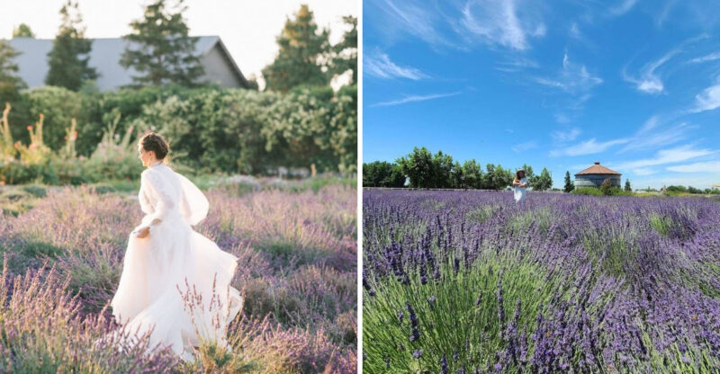 This California Lavender Farm Feels Like Heaven When It’s In Full Bloom