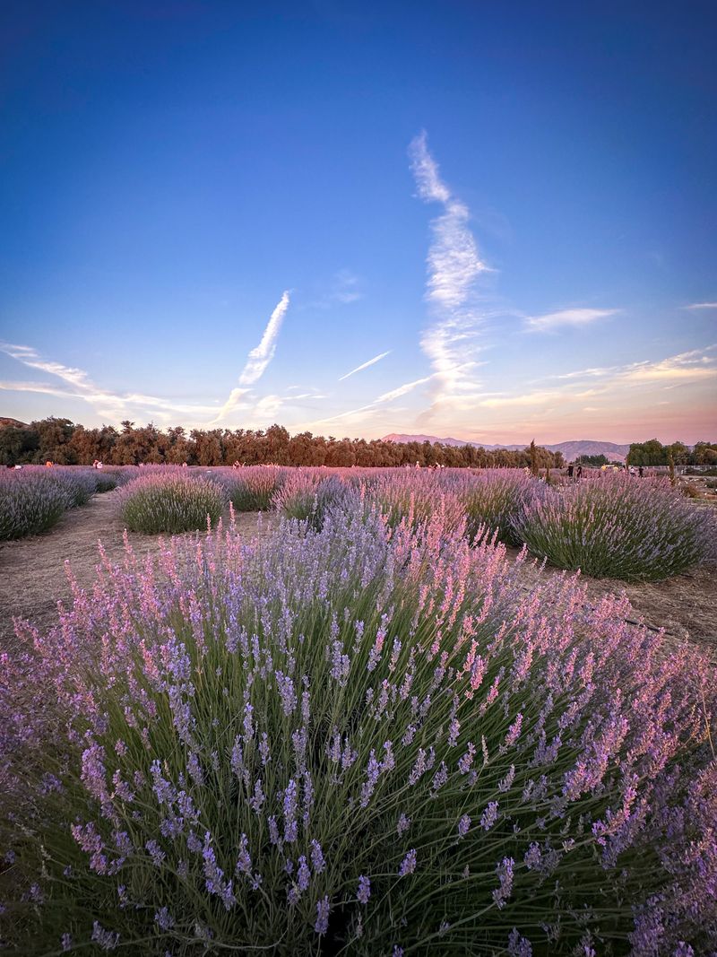 Southern California's Largest Certified Organic Lavender Operation
