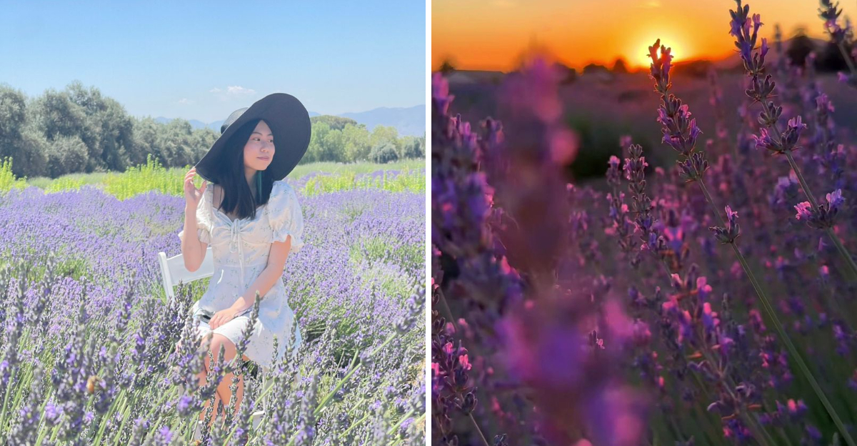 This California Lavender Farm Smells Like Heaven On Earth - Decor Hint