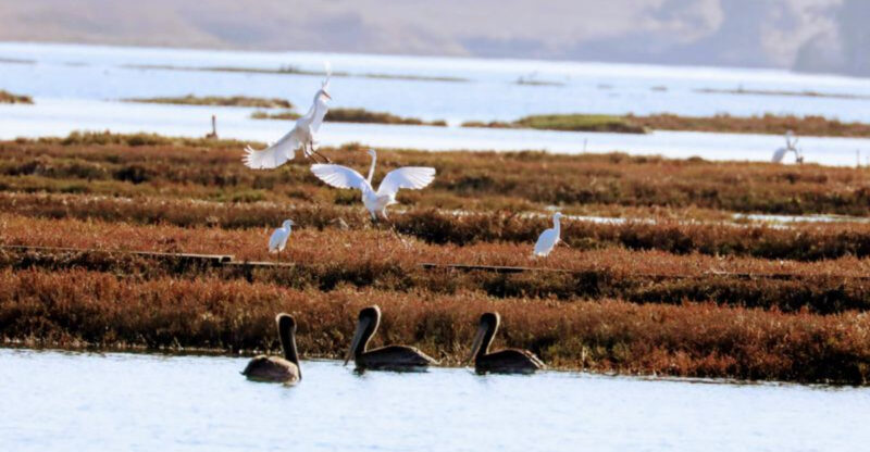 This California Nature Reserve Offers Surprisingly Close Encounters With Otters, Birds, And Coastal Wildlife This Spring