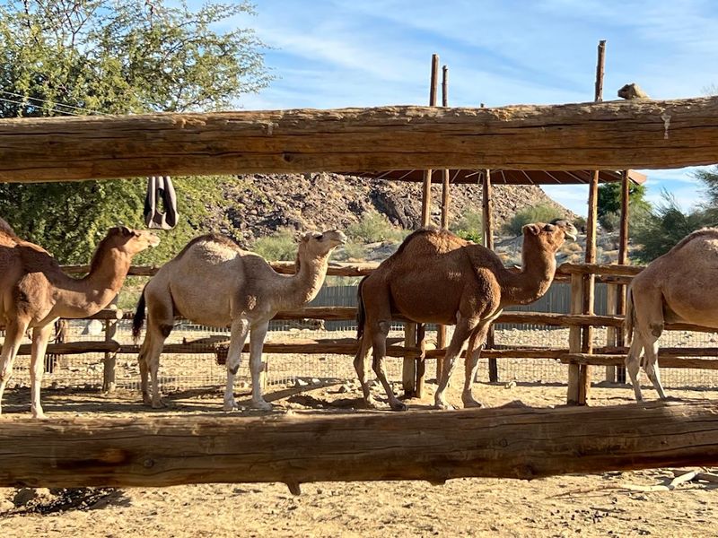 Over 500 Animals From Desert Ecosystems Worldwide