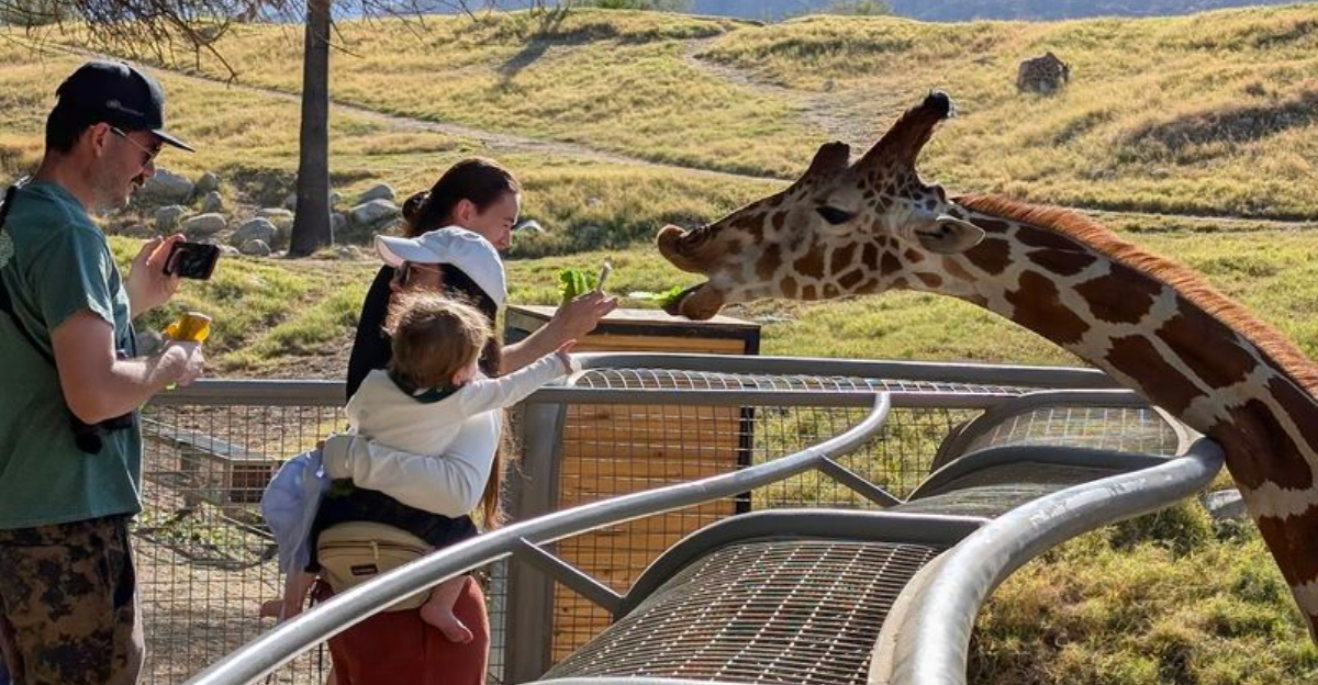 This California Safari Park Delivers A Wild Spring Adventure In The Desert - Decor Hint