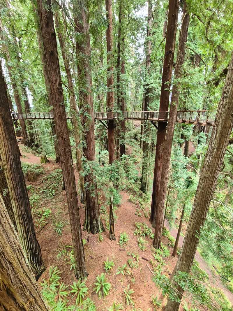 This California Sky Walk Lets You Stroll High Above Towering Redwoods On Valentine's Day - Decor Hint Soaring 100 Feet Above The Forest Floor