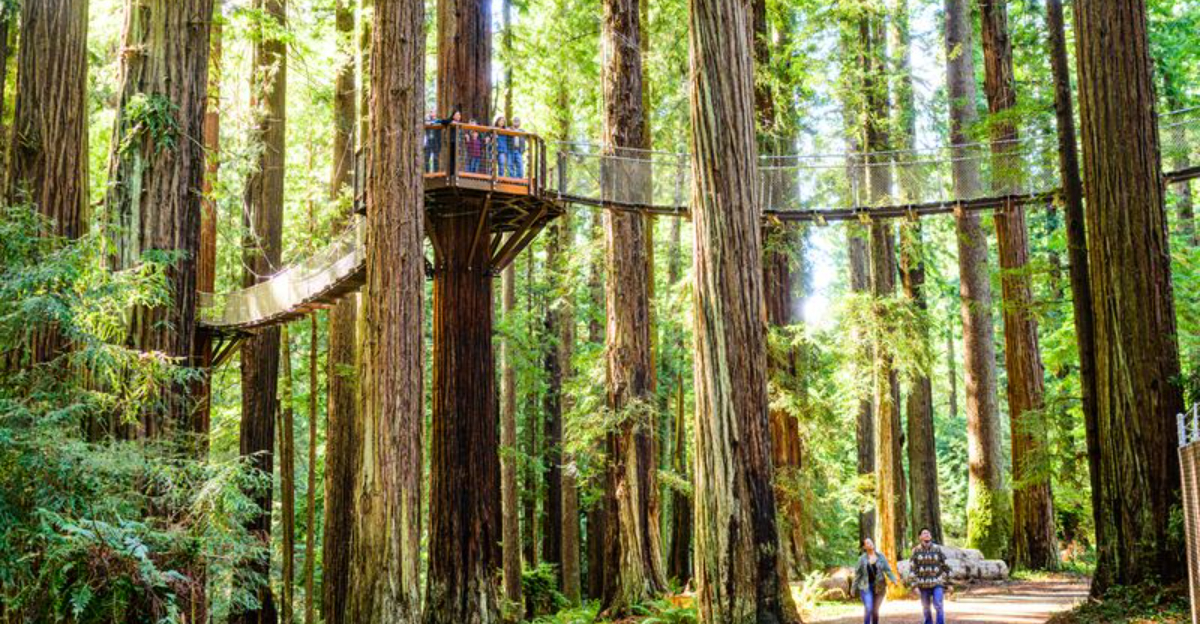 This California Sky Walk Lets You Stroll High Above Towering Redwoods On Valentines Day - Decor Hint