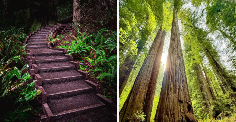 This California Trail Feels Like Walking Through A Forest Of Ancient Giants