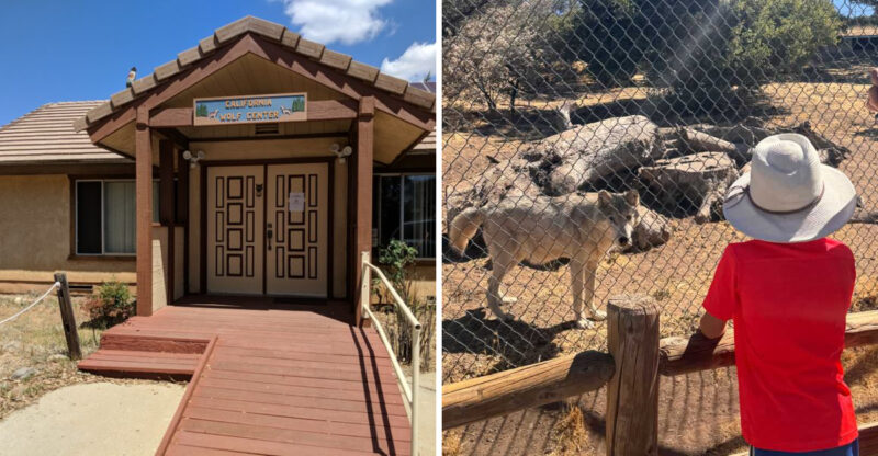This California Wildlife Preserve Lets Visitors Get Face To Face With Wolves In The Mountains