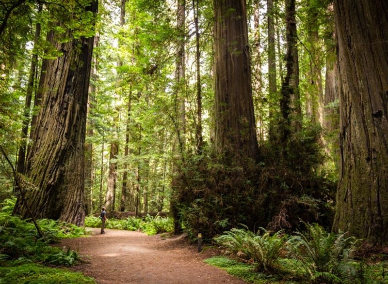 Largest Old-Growth Redwood Forest in the World