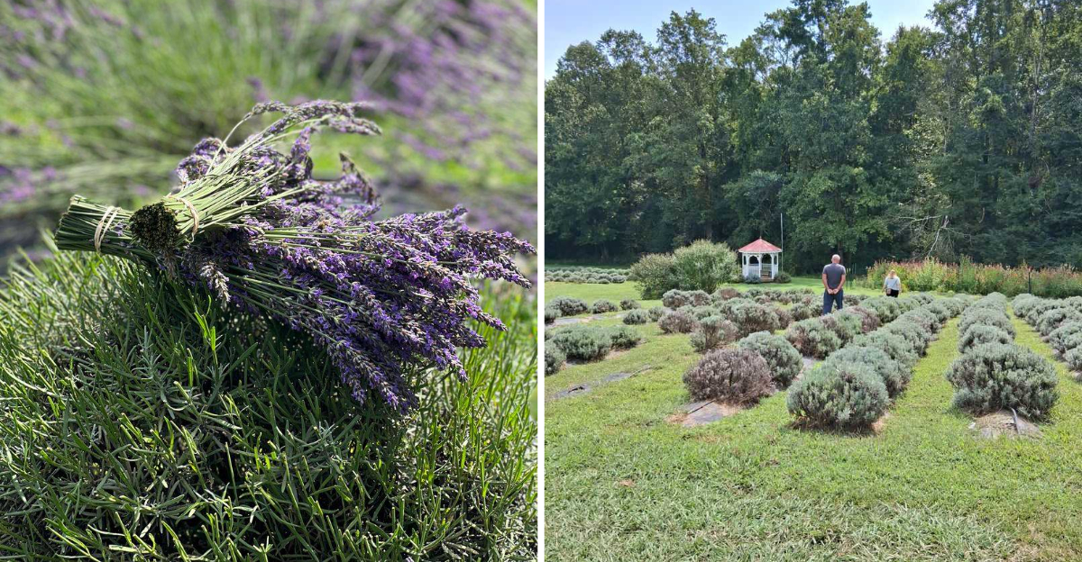 This Dreamy Lavender Farm In Georgia Feels Like A Slice Of Provence - Decor Hint