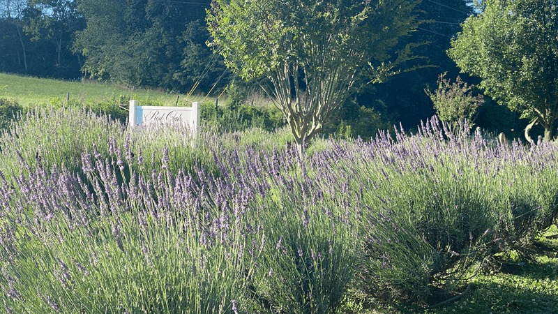 Purple Fields That Transport You To France