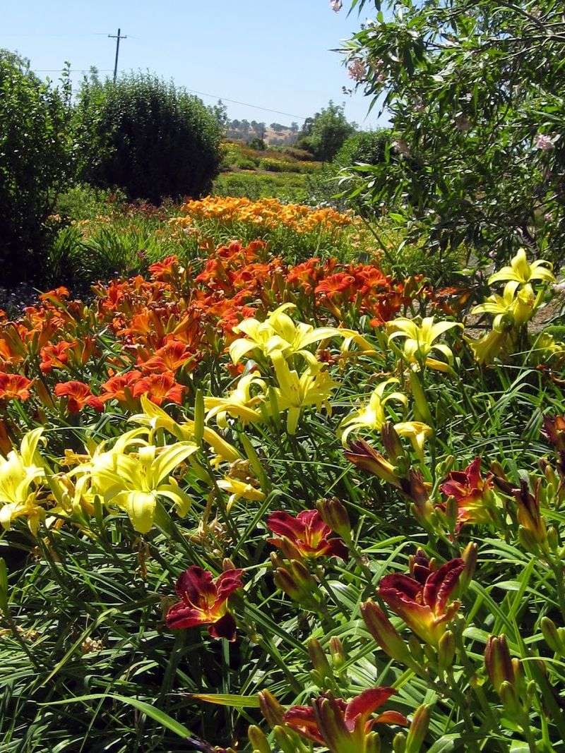 Over 1,200 Varieties Of Daylilies On Display