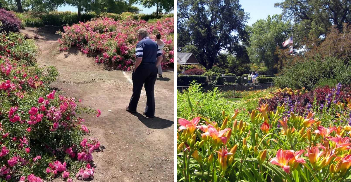This Flower Farm In California Is A Must Visit In March With Fields That Look Like A Spring Painting - Decor Hint