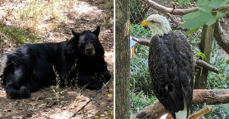 This Free Wildlife Sanctuary In Athens Georgia Is Where Visitors Can Get Up Close With Majestic Black Bears And Bald Eagles