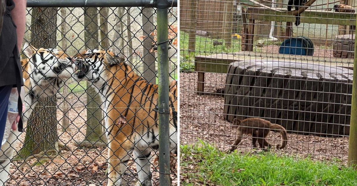 This Georgia Refuge Lets You Walk Among Roaming Peacocks Monkeys And Gentle Giant Tigers - Decor Hint