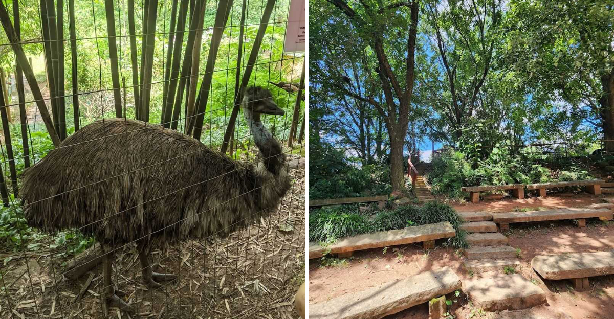 This Hidden Atlanta Jungle Is Home To An Emu In A Secret Suburban Oasis - Decor Hint
