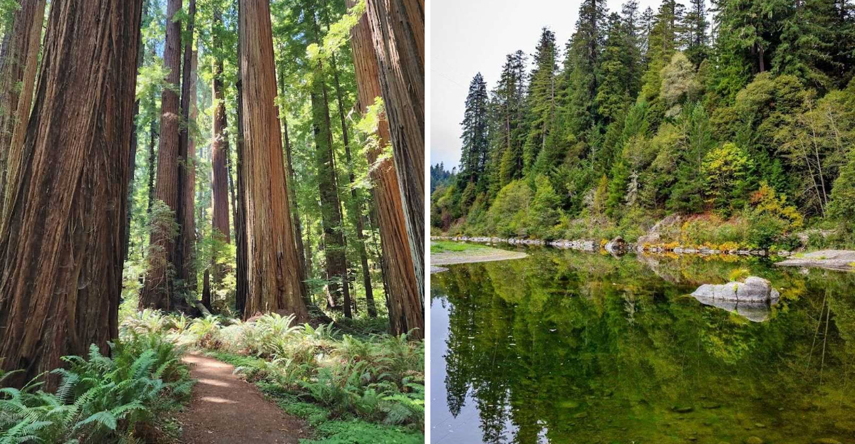 This Hidden Redwood Grove Is One Of The Most Peaceful Walks In Northern California - Decor Hint
