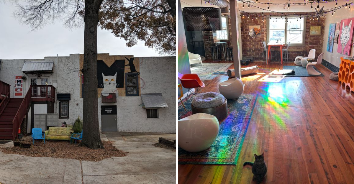 This North Carolina Cafe Let You Lounge With Rescue Cats - Decor Hint