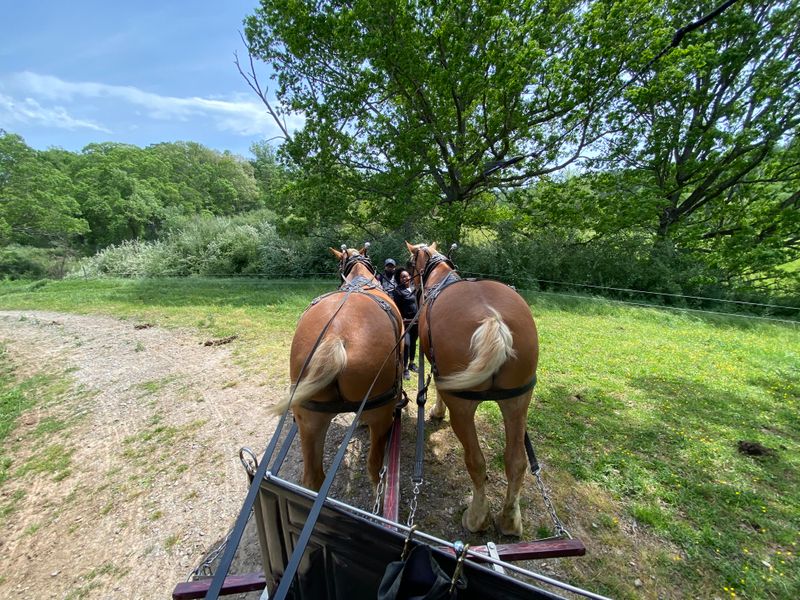 Three Different Carriage Ride Options Match Every Schedule And Budget