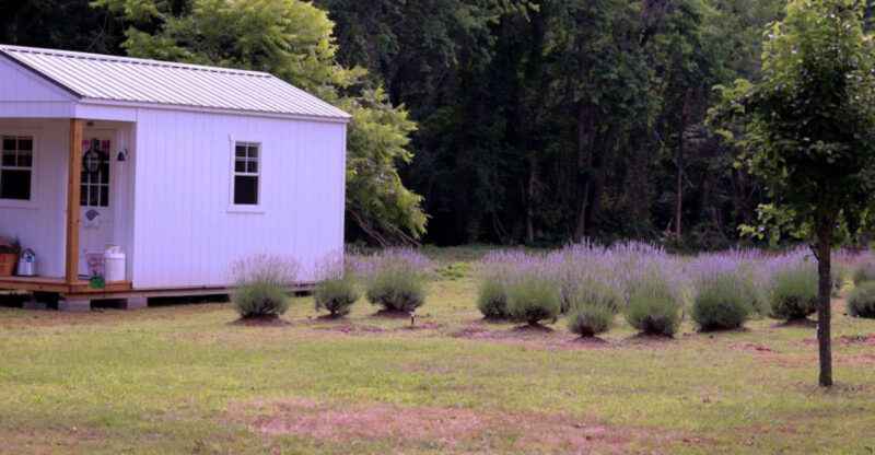 This North Carolina Lavender Farm Is A Purple Paradise In Full Bloom