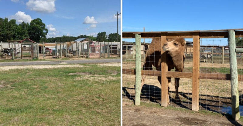 This North Carolina Sanctuary Turns Into A Summer Safari Adventure
