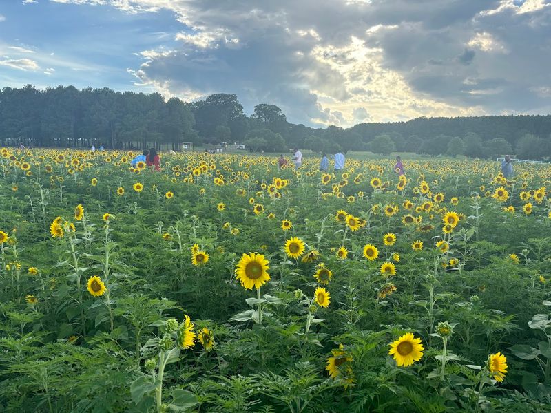 Five Acres Of Pure Summer Joy