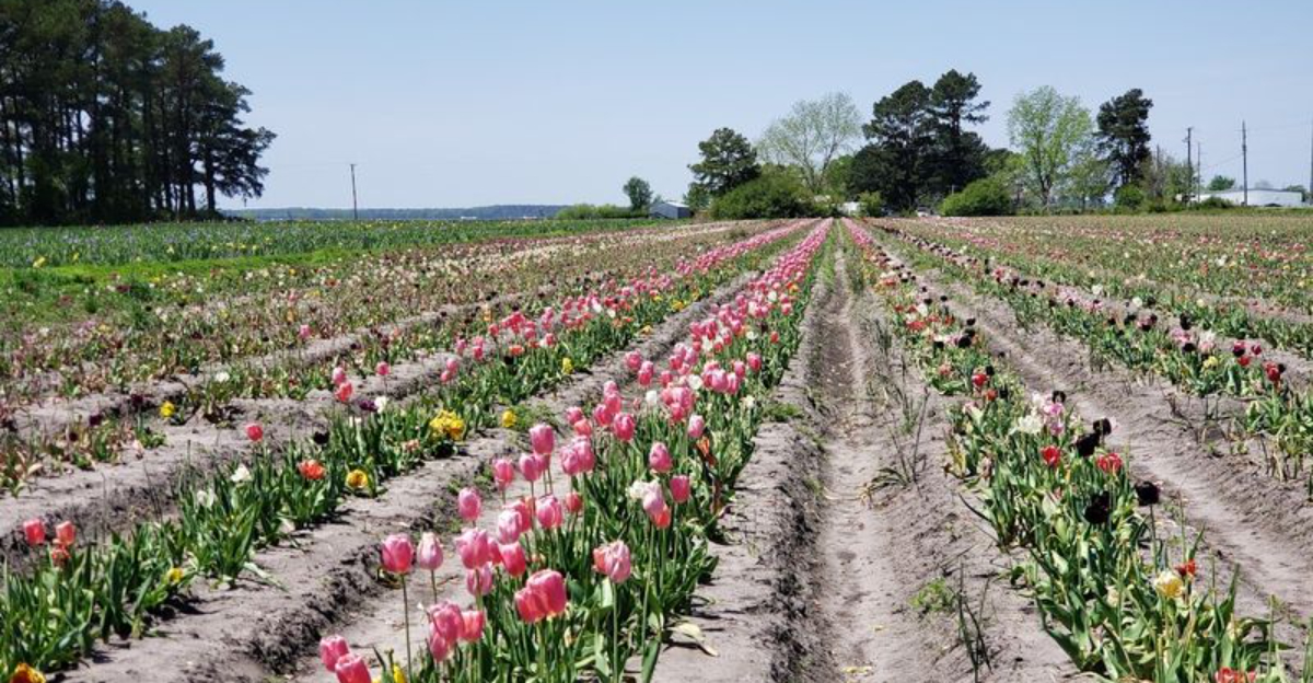 This North Carolina Tulip Farm Looks Like A Rainbow You Can Walk Through - Decor Hint