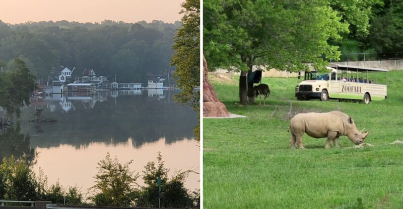 This North Carolina Zoo Boasts One Of The Largest Chimpanzee Troops In The U.S.