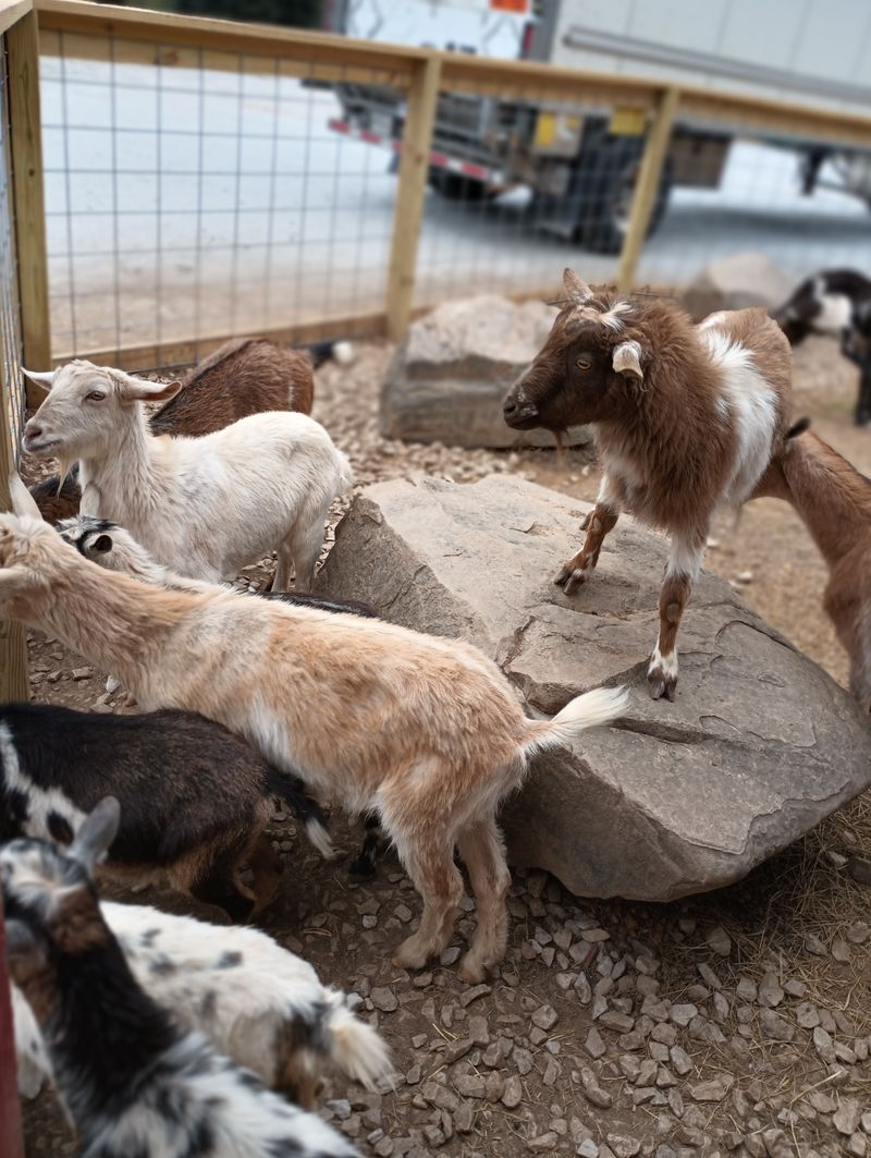 The Goat Viewing Experience