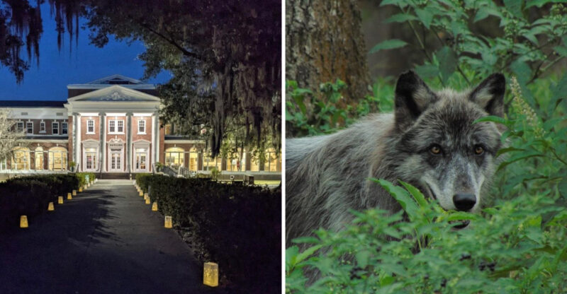 This Savannah Georgia Destination Features A Historic Building Used In Hollywood Movies And Has A Wolf Wilderness Exhibit