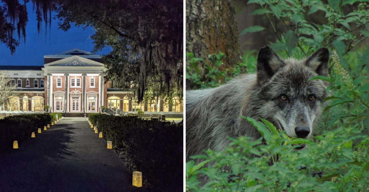 This Savannah Georgia Destination Features A Historic Building Used In Hollywood Movies And Has A Wolf Wilderness - Decor Hint