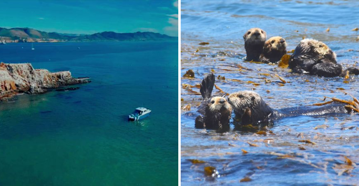 This Scenic California Bay Cruise Offers One Of The States Most Unforgettable Wildlife Encounters - Decor Hint