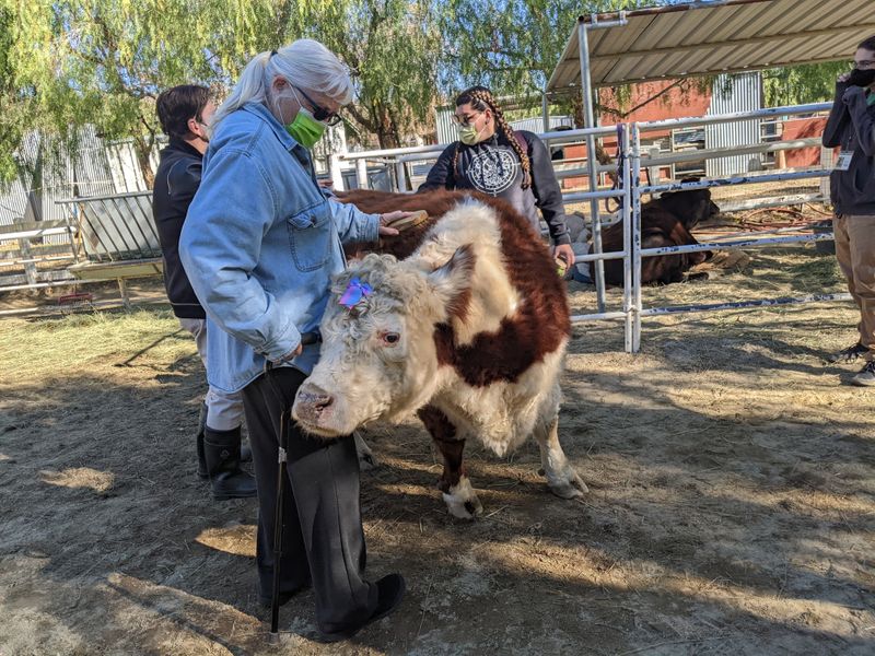 Founded By Ellie Laks In 1999 With A Rescue Mission