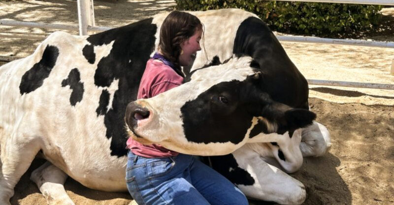 This Southern California Animal Sanctuary Is A Sweet Spring Escape For Hugging Cows And Cuddling Pigs