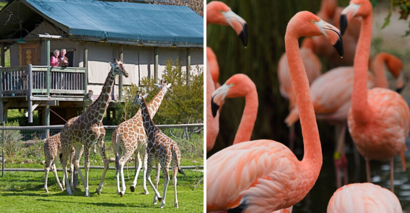 This Spring, You Can Wake Up To Giraffes And Flamingos At A California Safari Park